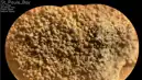 Mars'ta Örümcek Yumurtalarına Benzeyen Gizemli Kaya Keşfi!